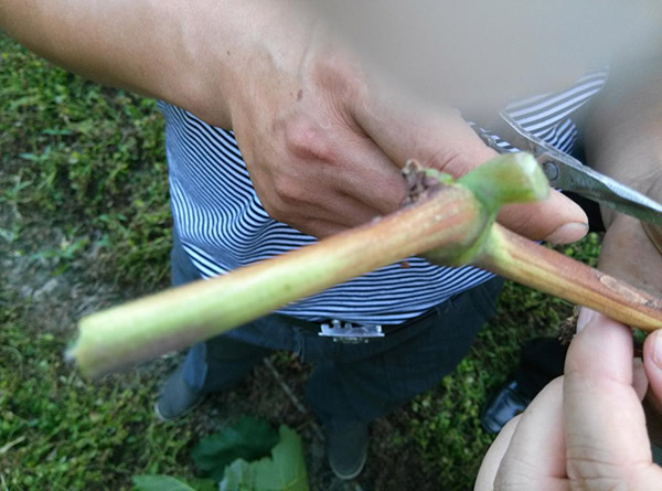 1513327425557774gHKD.jpg 圖片55.jpg