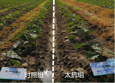 15156700431790037Ii3.png blob.png