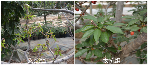 1527752245999689beFF.png 圖片4.png