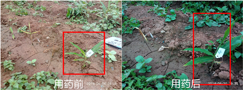 1531280660680708MzLt.png 圖片4.png