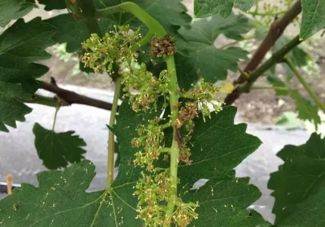 1554772340257101RnuY.png 圖片1.png