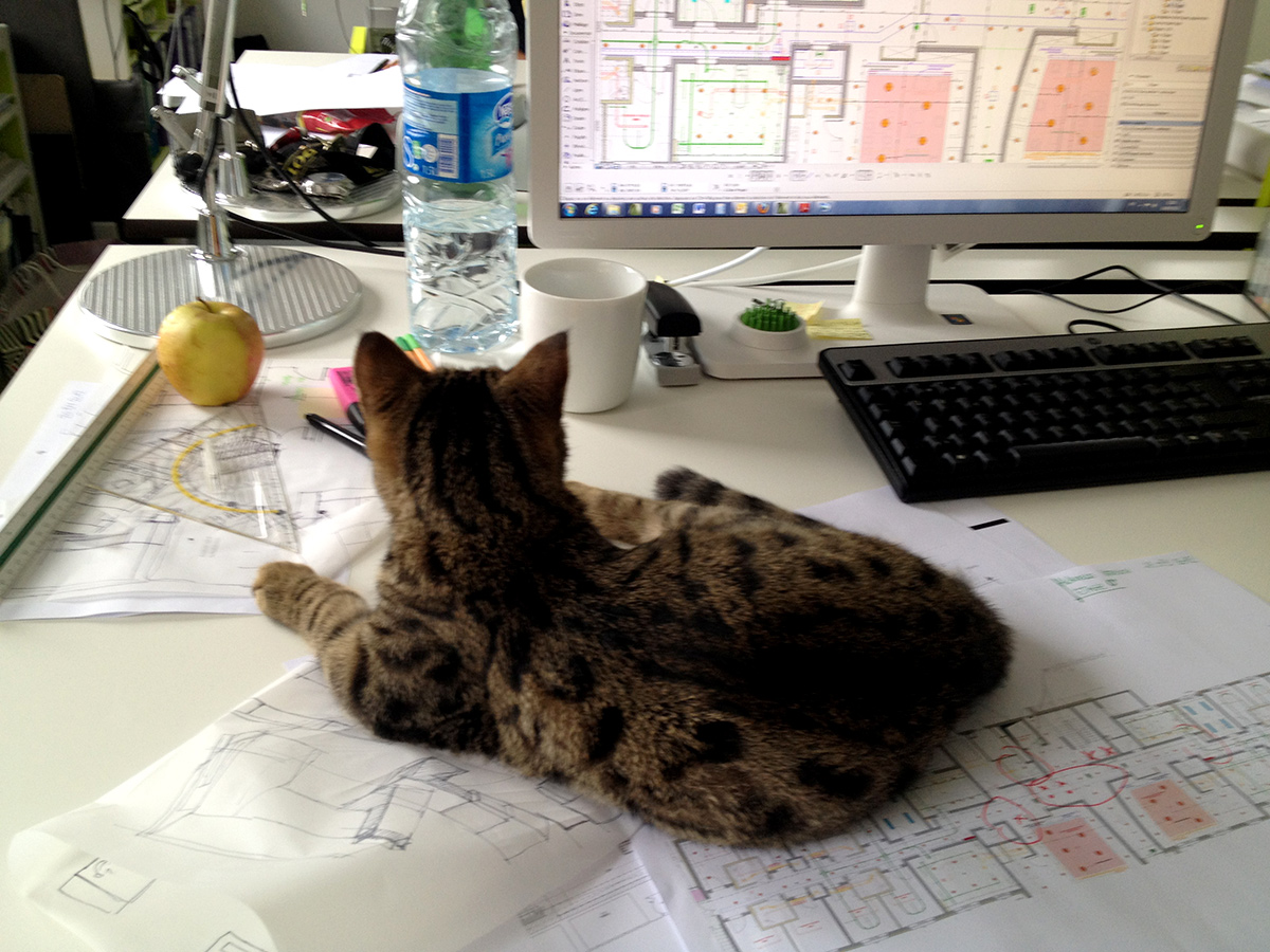 Kitten at the office